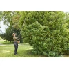 Stihl HLA 135 - Image 2